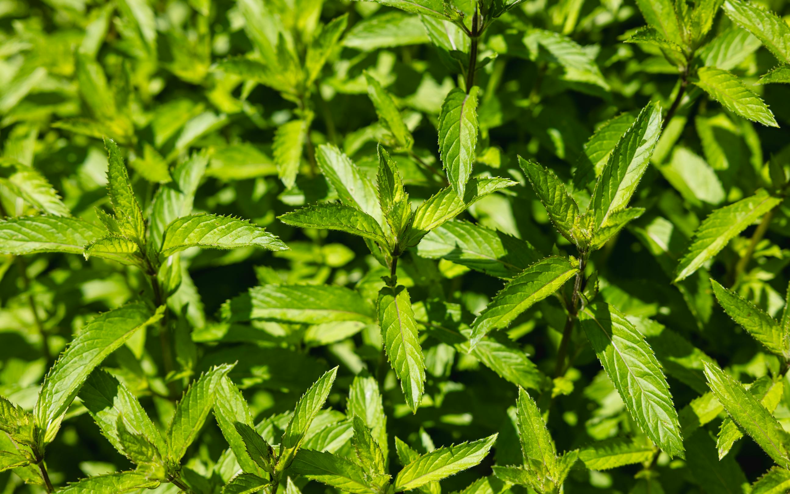 Peppermint